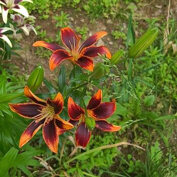 Forever Susan Asiatic Lily | Shop Lilies | Spring Hill