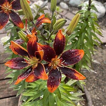 Forever Susan Asiatic Lily | Shop Lilies | Spring Hill