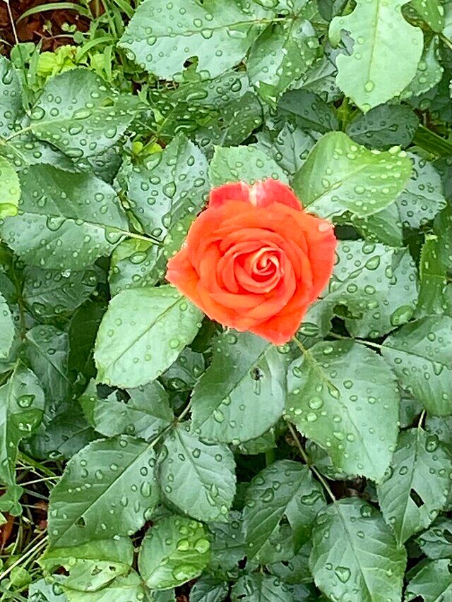 Offen 【Reborn project】ROSE-pointed SPG217，Modern Art 现代艺术，Shrub Rose, Non-Grafted/Own