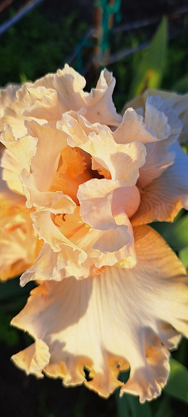 Apricot Kerfuffle Kickstart Iris - Shop Irises | Spring Hill