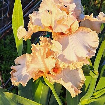 Apricot Kerfuffle Kickstart Iris - Shop Irises | Spring Hill