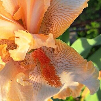 Apricot Kerfuffle Kickstart Iris - Shop Irises | Spring Hill