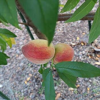 Flordaking Peach | Gurney's Seed & Nursery Co.
