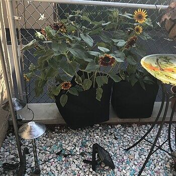 miniature rose potted plant Mini Rose for Sale main image 1