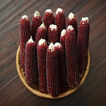 Mauveless Hybrid Popcorn | Gurney's Seed & Nursery Co. – Gurneys