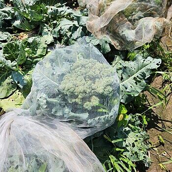 Gurney's Blue Ribbon Hybrid Broccoli | Gurney's Seed & Nursery Co.