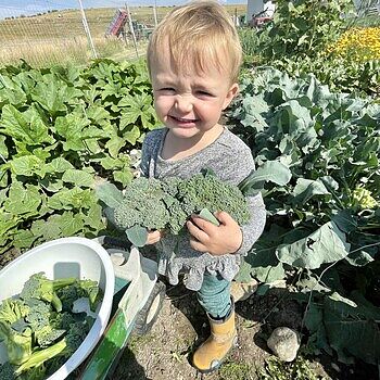 Gurney's Blue Ribbon Hybrid Broccoli | Gurney's Seed & Nursery Co.