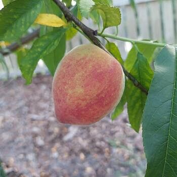 Flordaking Peach | Gurney's Seed & Nursery Co.