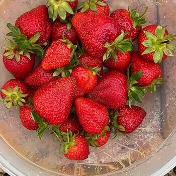 Albion Strawberry Plant | Gurney's Seed & Nursery Co.