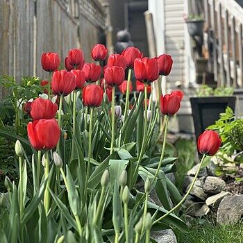 Buy Perennial Tulip Mixture Super Sak | Breck's Canada