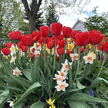 Buy Perennial Tulip Mixture Super Sak | Breck's Canada
