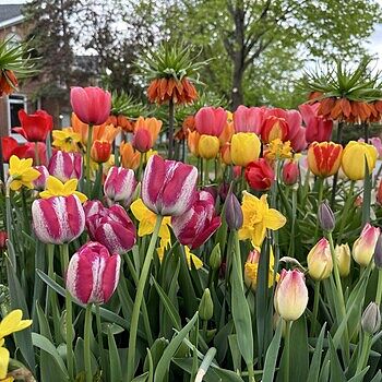 Buy Perennial Tulip Mixture Super Sak | Breck's Canada
