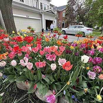 Buy Perennial Tulip Mixture Super Sak | Breck's Canada