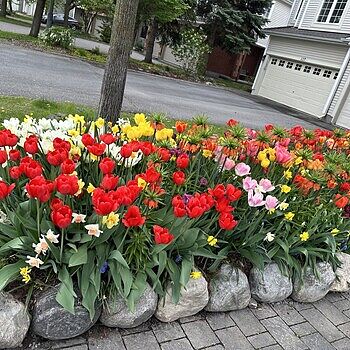 Buy Perennial Tulip Mixture Super Sak | Breck's Canada