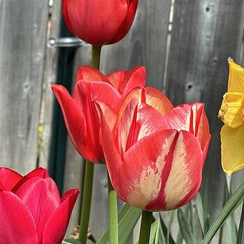 Buy Perennial Tulip Mixture Super Sak | Breck's Canada