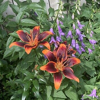 Forever Susan Asiatic Lily | BrecksBulbs.ca