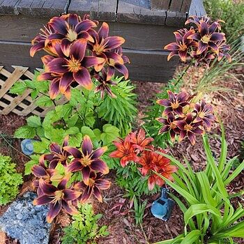 Forever Susan Asiatic Lily | BrecksBulbs.ca