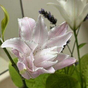 Buy Roselily Mixture | Summer Bulbs | Breck's Bulbs Canada