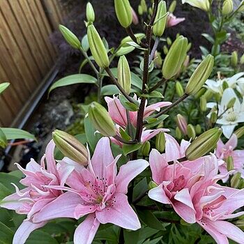 Elodie Lily | BrecksBulbs.ca