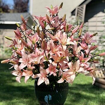 Elodie Lily | BrecksBulbs.ca