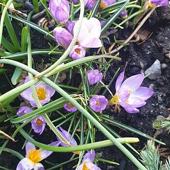 Linifolia Tulip – Breck's