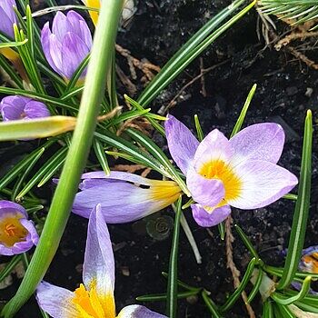 Linifolia Tulip – Breck's