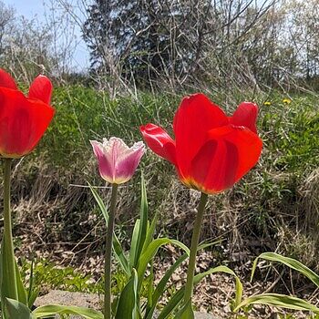 Red Matador Jumbo Perennial Tulip | BrecksBulbs.ca