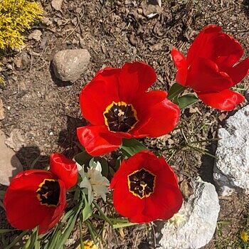 ooo112 　marihoja Abaca Lace Tulip ooo112 marihoja Abaca Lace Tulip Crochet Tulip | MARYJ HANDMADE