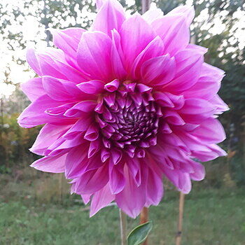 Dinnerplate Dahlia Mixture – Breck's