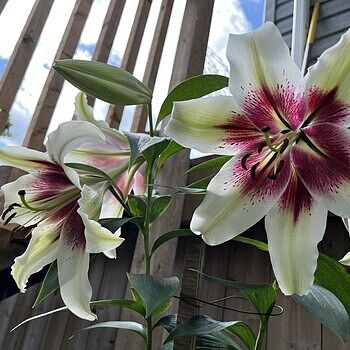 Buy Zeba Lily Online | Summer Bulbs | Breck's Bulbs Canada