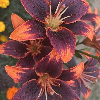 Forever Susan Asiatic Lily | BrecksBulbs.ca