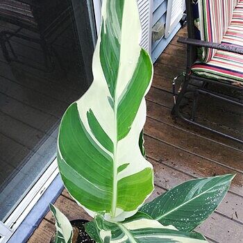 Variegated Giant Canna Stuttgart | K. van Bourgondien