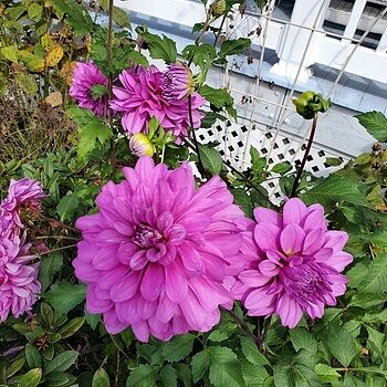 Decorative Dahlia 'Bluetiful' | K. van Bourgondien
