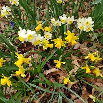 アイドル Daffodils Original Wall Art / Spring Daffodils / Botanical Wall