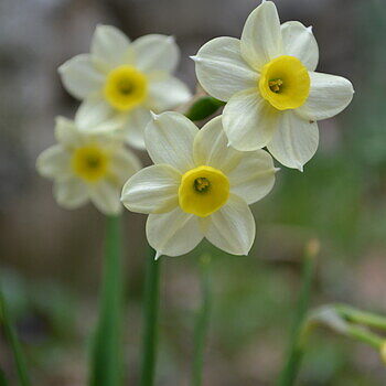 Tazetta Daffodil Minnow | K. van Bourgondien