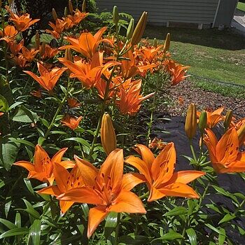 Orange Ton Asiatic Lily | K. van Bourgondien