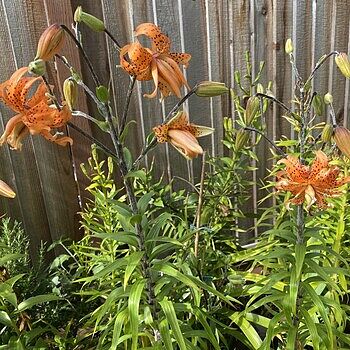 Hybrid Tiger Lily Tigrinum Splendens | K. van Bourgondien