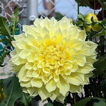 ジャイアントフラワー　ライトイエロー Giant Dinnerplate Dahlia Kelvin Floodlight | Dutch Bulbs