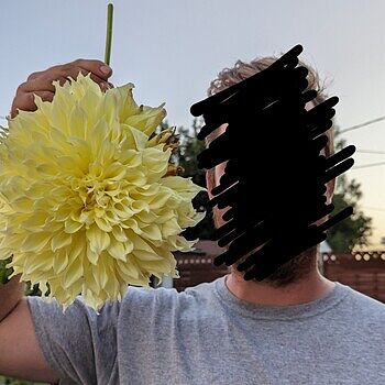 ジャイアントフラワー　ライトイエロー Giant Dinnerplate Dahlia Kelvin Floodlight | Dutch Bulbs