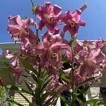 Oriental Lily Josephine | K. van Bourgondien