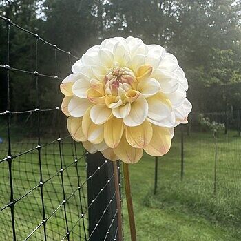 Ｄahlia☆様 Dahlia Sylvia | Bluestone Perennials