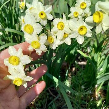 アイドル Daffodils Original Wall Art / Spring Daffodils / Botanical Wall