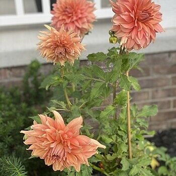 Fairway Spur Dinnerplate Dahlia | K. van Bourgondien – Dutch Bulbs
