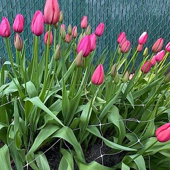 Frank & Morris TSUBAME TULIP 山と道 F&M TSUBAME TULIP BK / SA | FRANK&MORRIS