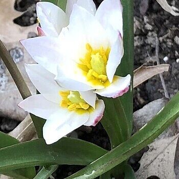 Tulipa cretica Hilde | K. van Bourgondien