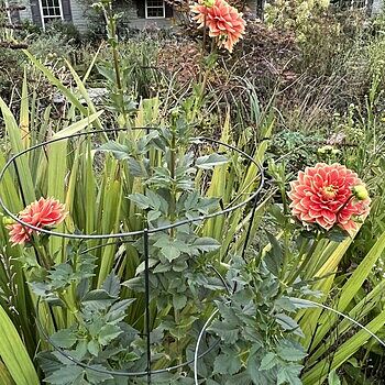 Giant Dinnerplate Dahlia Dutch Carnival | K. van Bourgondien