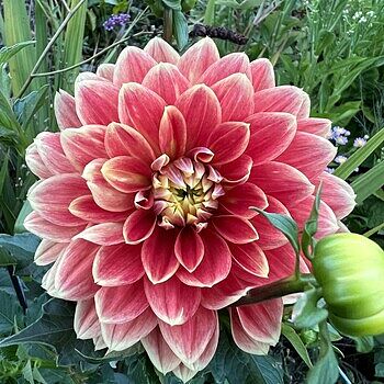 Giant Dinnerplate Dahlia Dutch Carnival | K. van Bourgondien