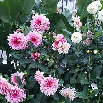 Giant Dinnerplate Dahlia Otto's Thrill | K. van Bourgondien