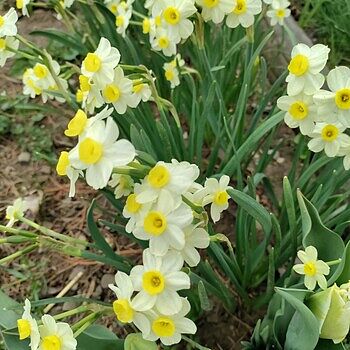 アイドル Daffodils web_Daffodils_yiwzgg.jpg