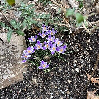 Species Crocus Mix | K. van Bourgondien